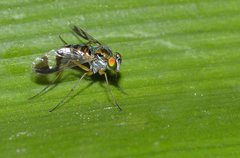 Austrosciapus connexus