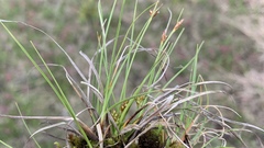 Carex tonsa rugosperma