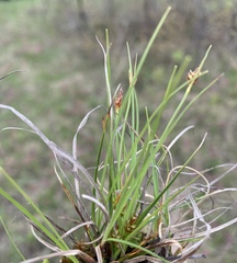 Carex tonsa rugosperma