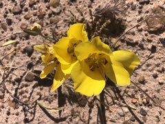 Calochortus aureus