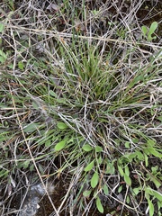 Carex tonsa rugosperma