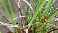 Carex tonsa rugosperma