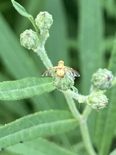 Tomoplagia obliqua photo 4