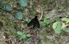 Chrysopilus connexus