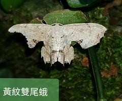 Dysaethria flavistriga