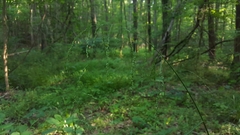 Glyceria striata striata