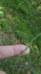 Glyceria striata striata