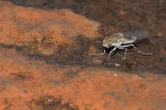 Brachydeutera sydneyensis