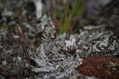 Cladonia cariosa