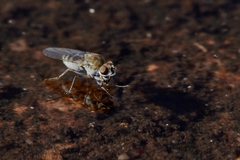 Brachydeutera sydneyensis