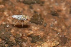 Brachydeutera sydneyensis