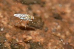 Brachydeutera sydneyensis