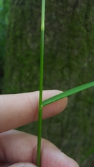 Glyceria striata striata