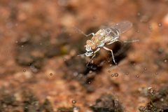 Brachydeutera sydneyensis