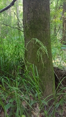 Glyceria striata striata