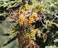 Phoradendron bolleanum