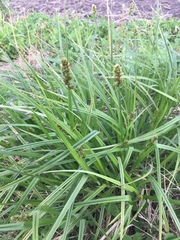 Carex stipata