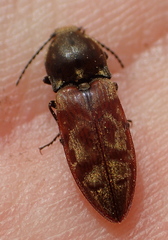 Prosternon bombycinum
