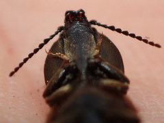 Prosternon bombycinum