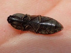 Prosternon bombycinum