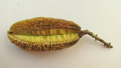 Trigonia nivea pubescens