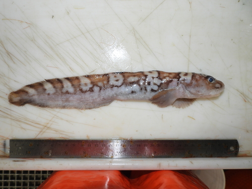 Arctic eelpout