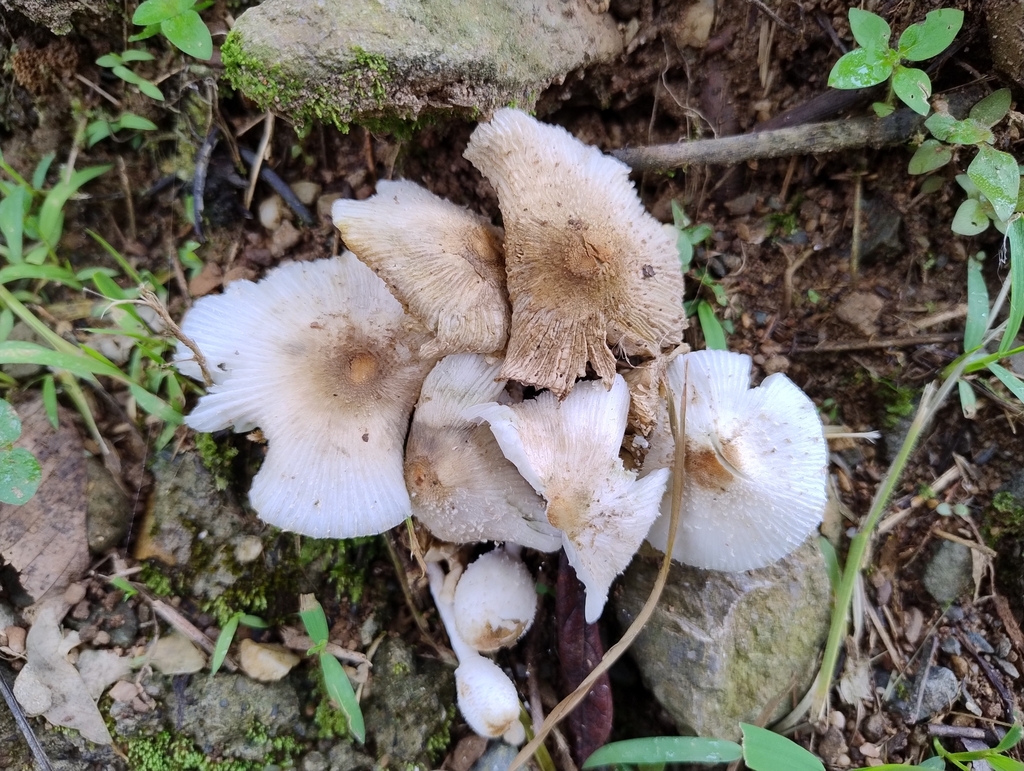 Leucocoprinus cepistipes · June 2024 · photo: © biomartita (iNaturalist, cc-by)