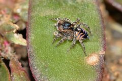 Maratus spicatus