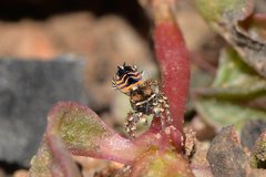 Maratus spicatus