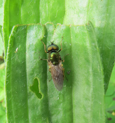 Chloromyia formosa