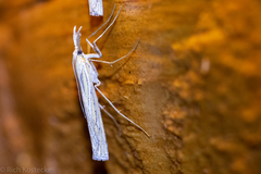 Eufernaldia cadarellus