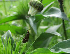 Adela australis
