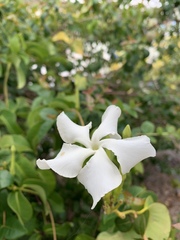 Trachelospermum jasminoides