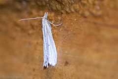 Eufernaldia cadarellus