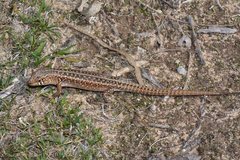 Liopholis multiscutata