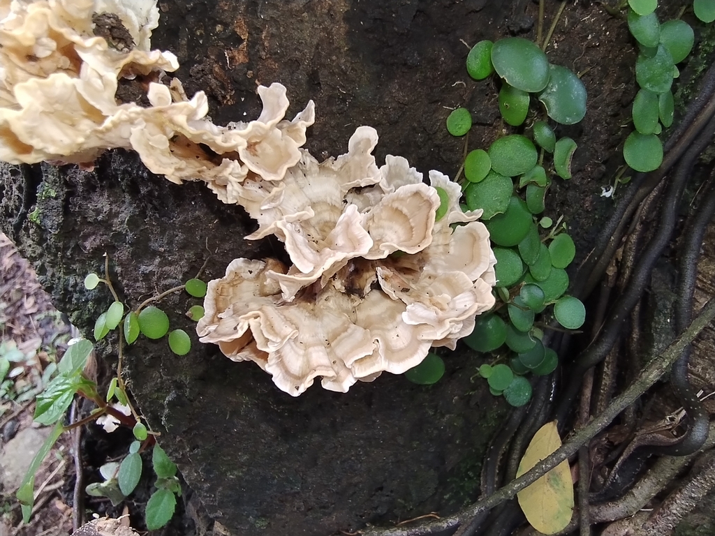 Trametes menziesii · June 2024 · photo: © biomartita (iNaturalist, cc-by)