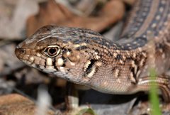 Liopholis multiscutata