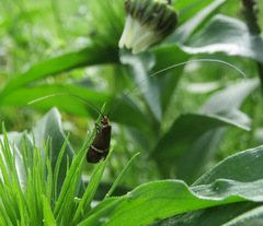 Adela australis