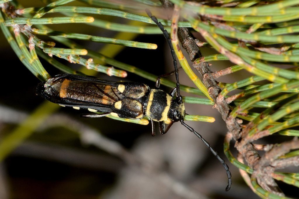 Hesthesis angulata