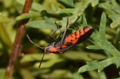 Spilostethus pacificus
