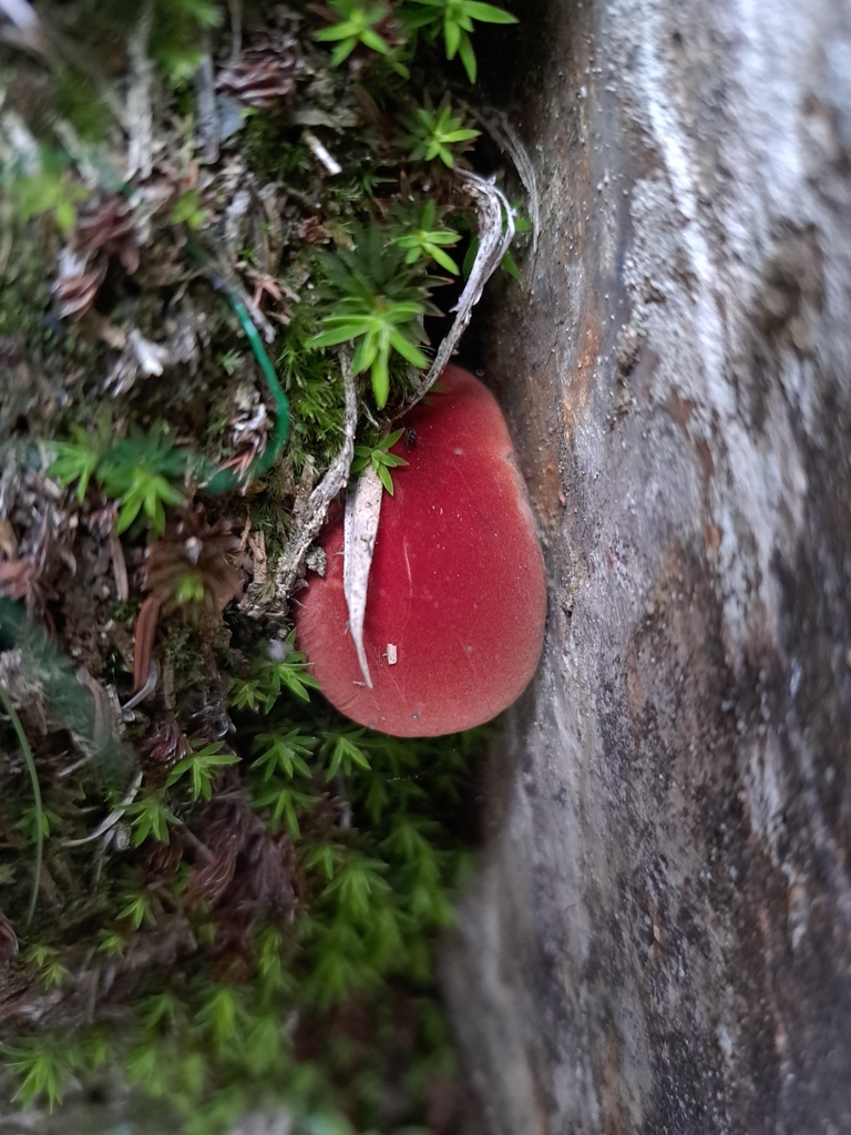 Boletellus obscurecoccineus · June 2024 · photo: © vrxz (iNaturalist, cc-by-sa)
