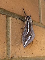 Abantiades hydrographus