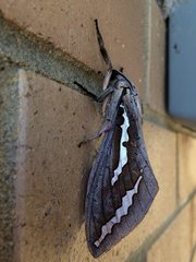 Abantiades hydrographus