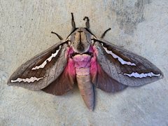 Abantiades hydrographus