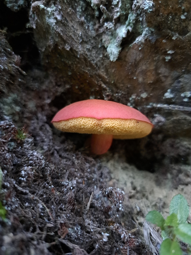 Boletellus obscurecoccineus · June 2024 · photo: © vrxz (iNaturalist, cc-by-sa)