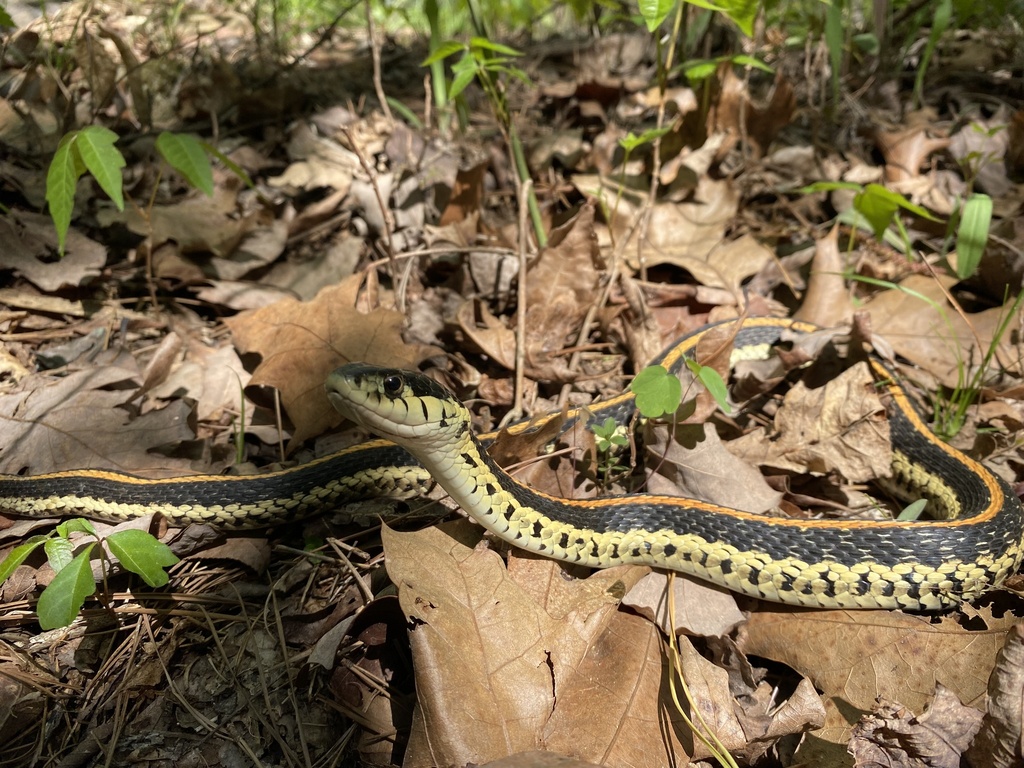 Eastern Garter Snake from Buffalo National River, Saint Joe, AR, US on ...
