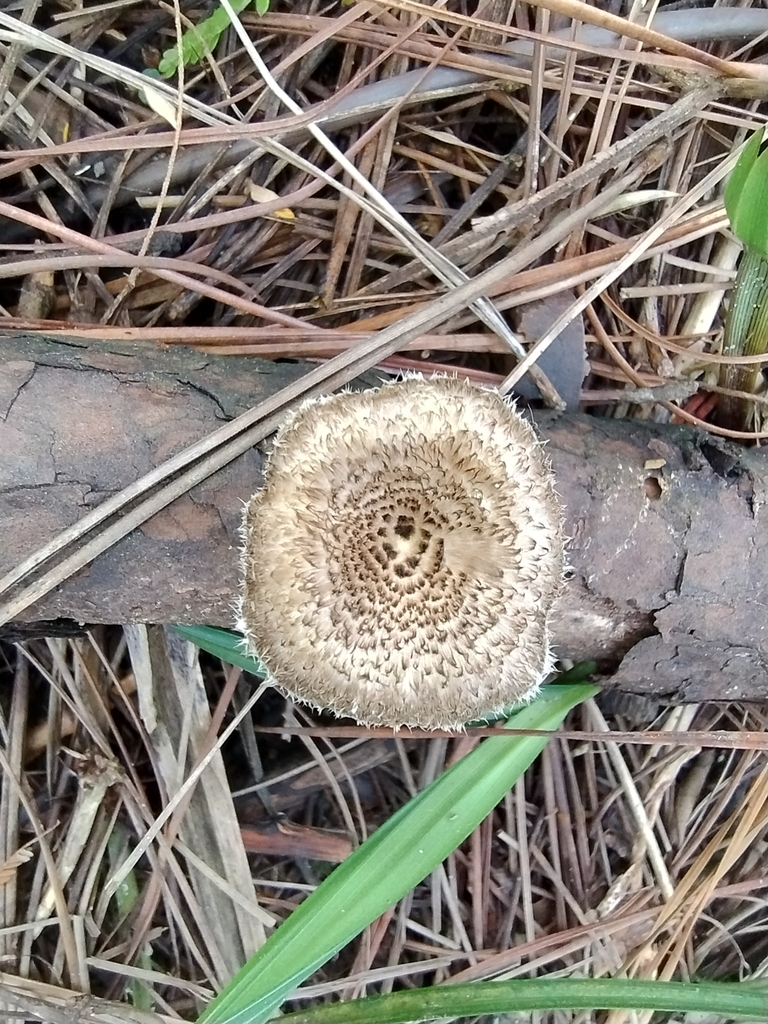 Lentinus crinitus · June 2024 · photo: © biomartita (iNaturalist, cc-by)