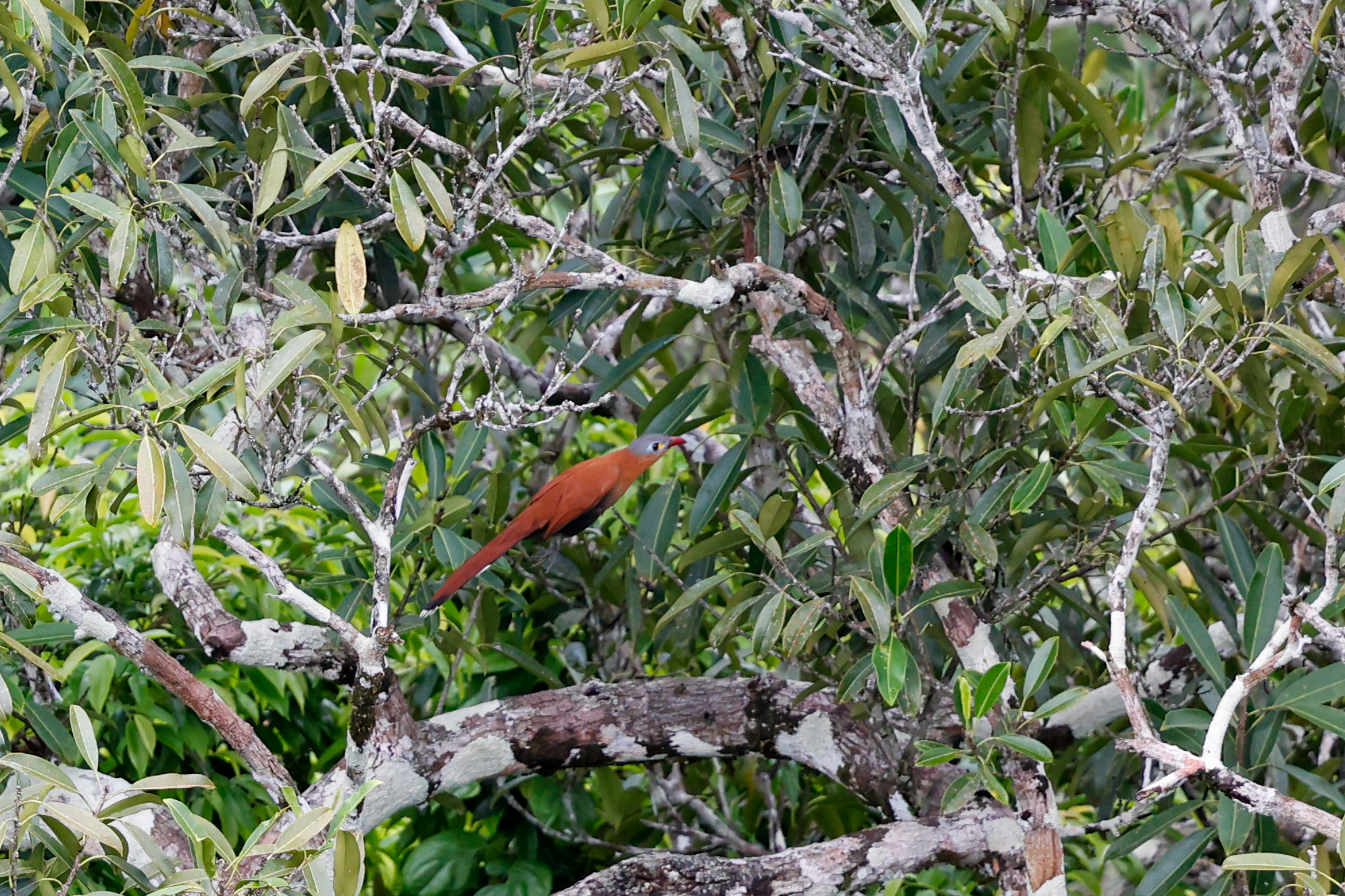 Black-bellied Cuckoo (Piaya melanogaster), photo 3