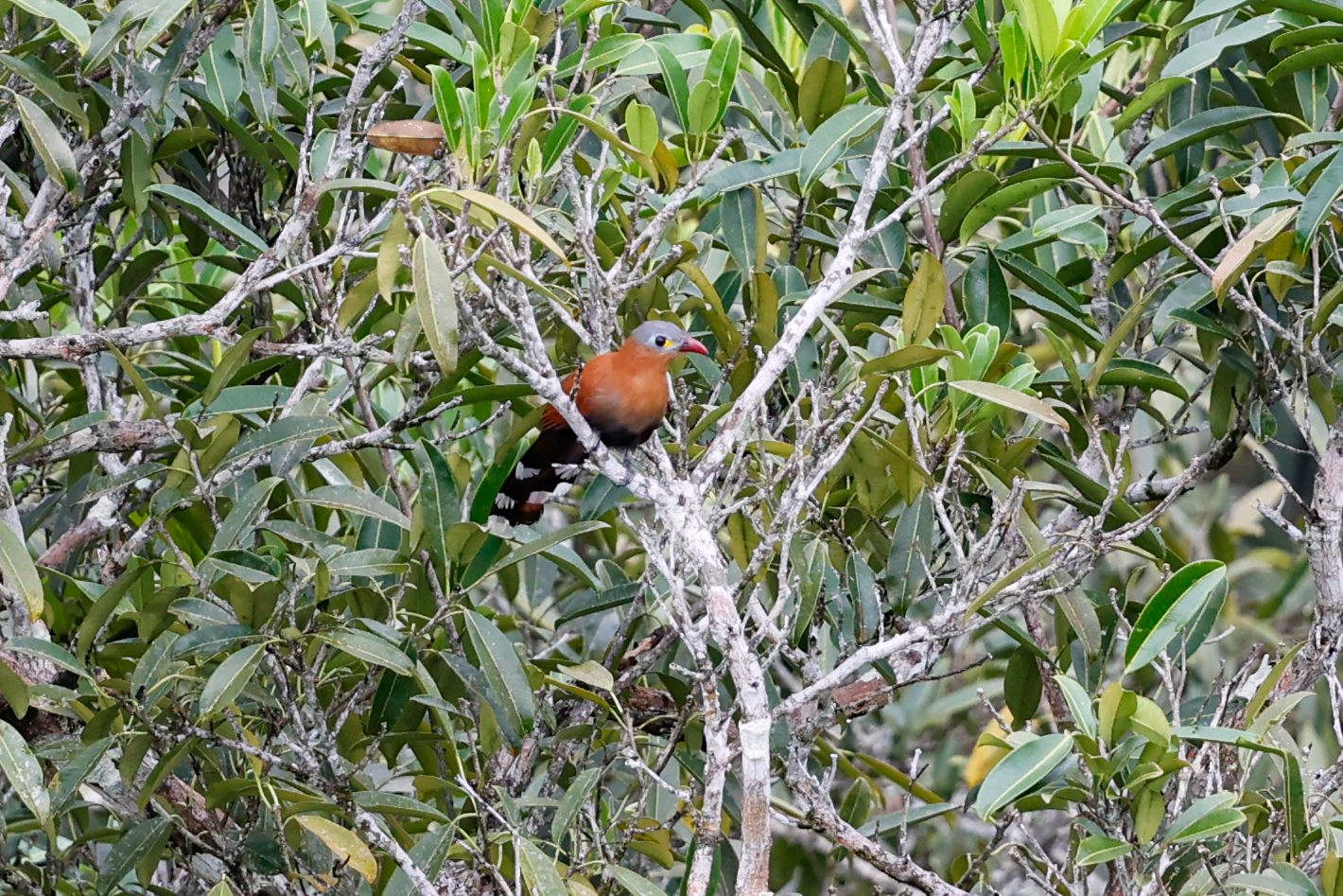 Black-bellied Cuckoo (Piaya melanogaster), photo 2