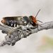 Megachile chrysopyga - Photo (c) Jean Hort, algunos derechos reservados (CC BY-NC-SA), subido por Jean Hort
